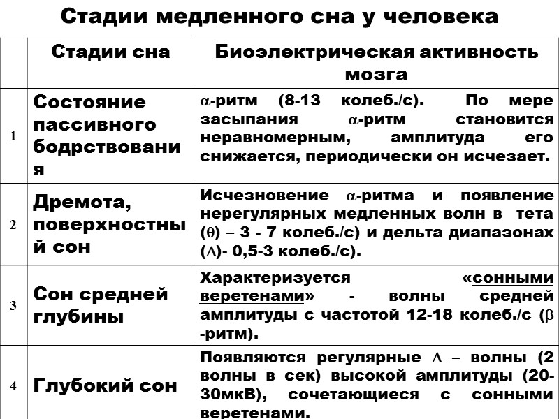 Стадии медленного сна у человека
